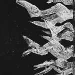 Bitchneck/FRKSE – Winter C30