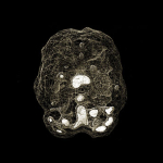 The Vomit Arsonist – Go Without CD