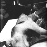 Umpio – Tripamishqi C30