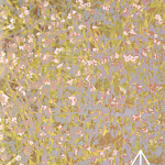 Aphid Palisades – II C45